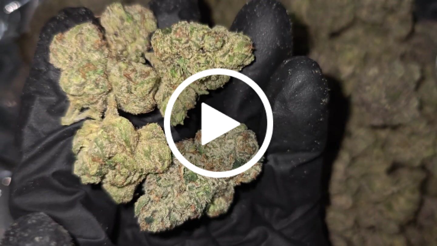 Customer video review of Boutique Exotics Lemon Dior - Bulk - Hybrid
