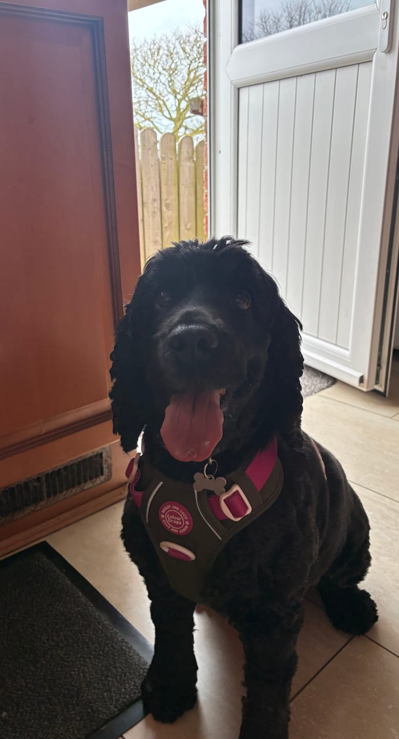 Customer photo review of Trail & Glow Dog Harness - COLOUR DROPS® - Olive it Hot