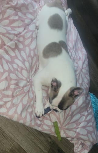 Customer's French Bulldog puppy chewing a Yak Chew on a blanket, with a green chew nearby.