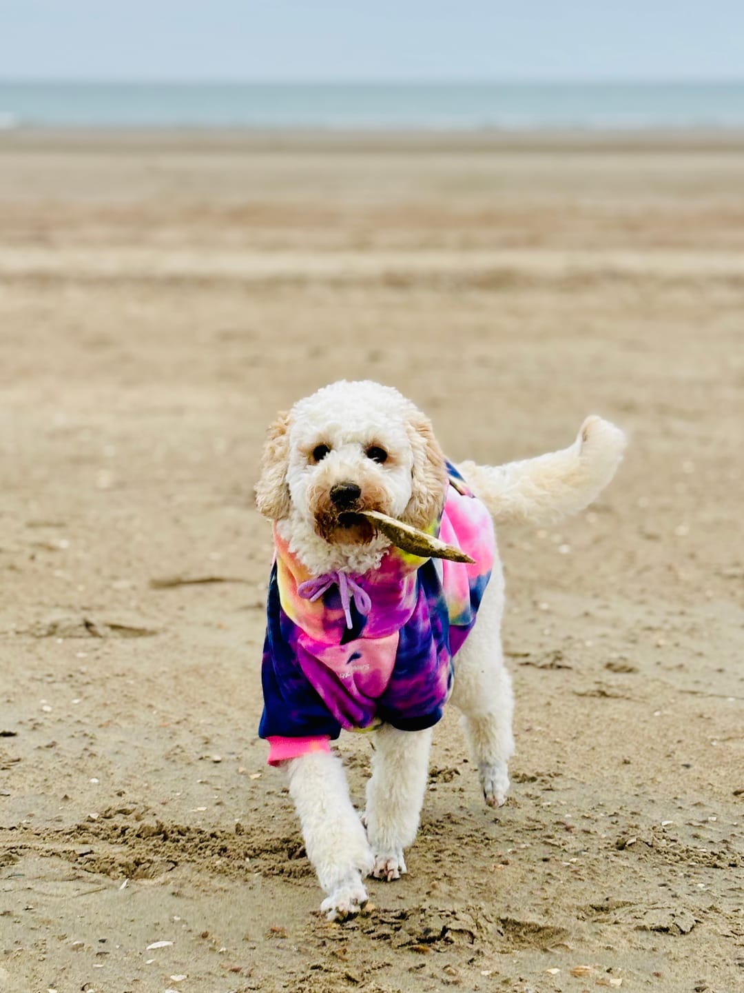 Customer photo review of Velvet Dog Hoodies