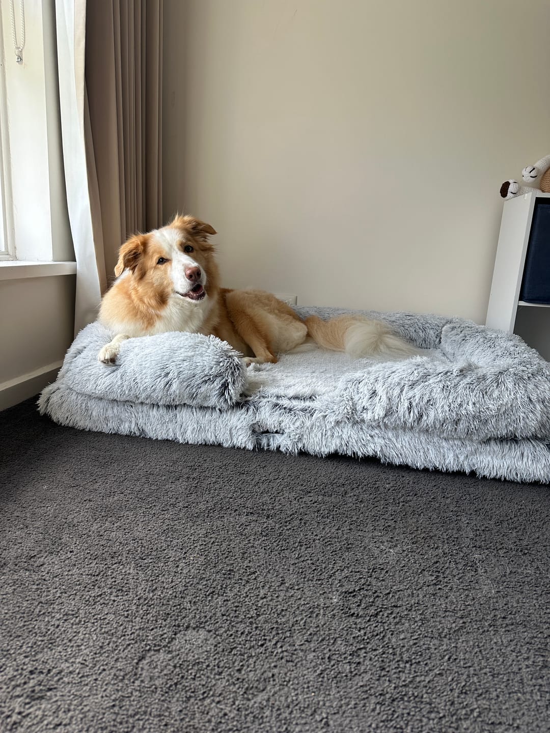 Customer photo review of Pet Orthopaedic Bed