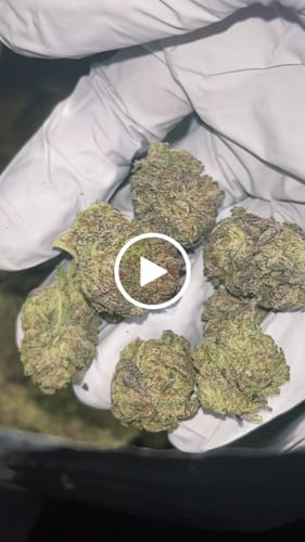 Customer video review of Tiger King THCA Flower