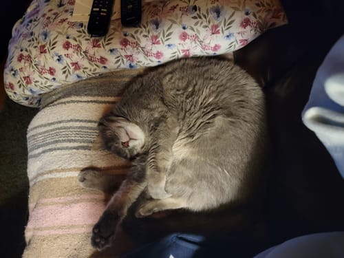 Customer photo review of 2x Blisso Advanced Cat Probiotic | Cat Probiotic for Diarrhea & Kidney Support