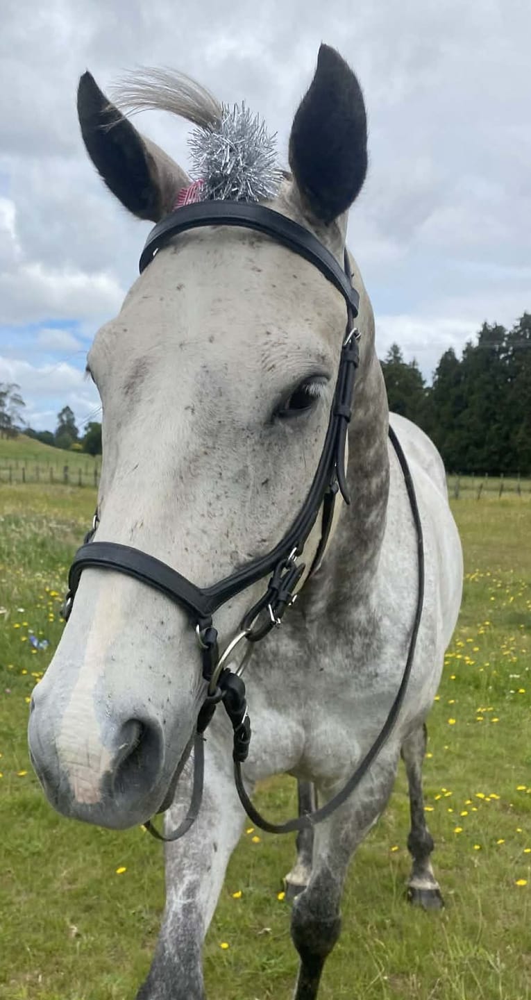 Customer photo review of EquiBind