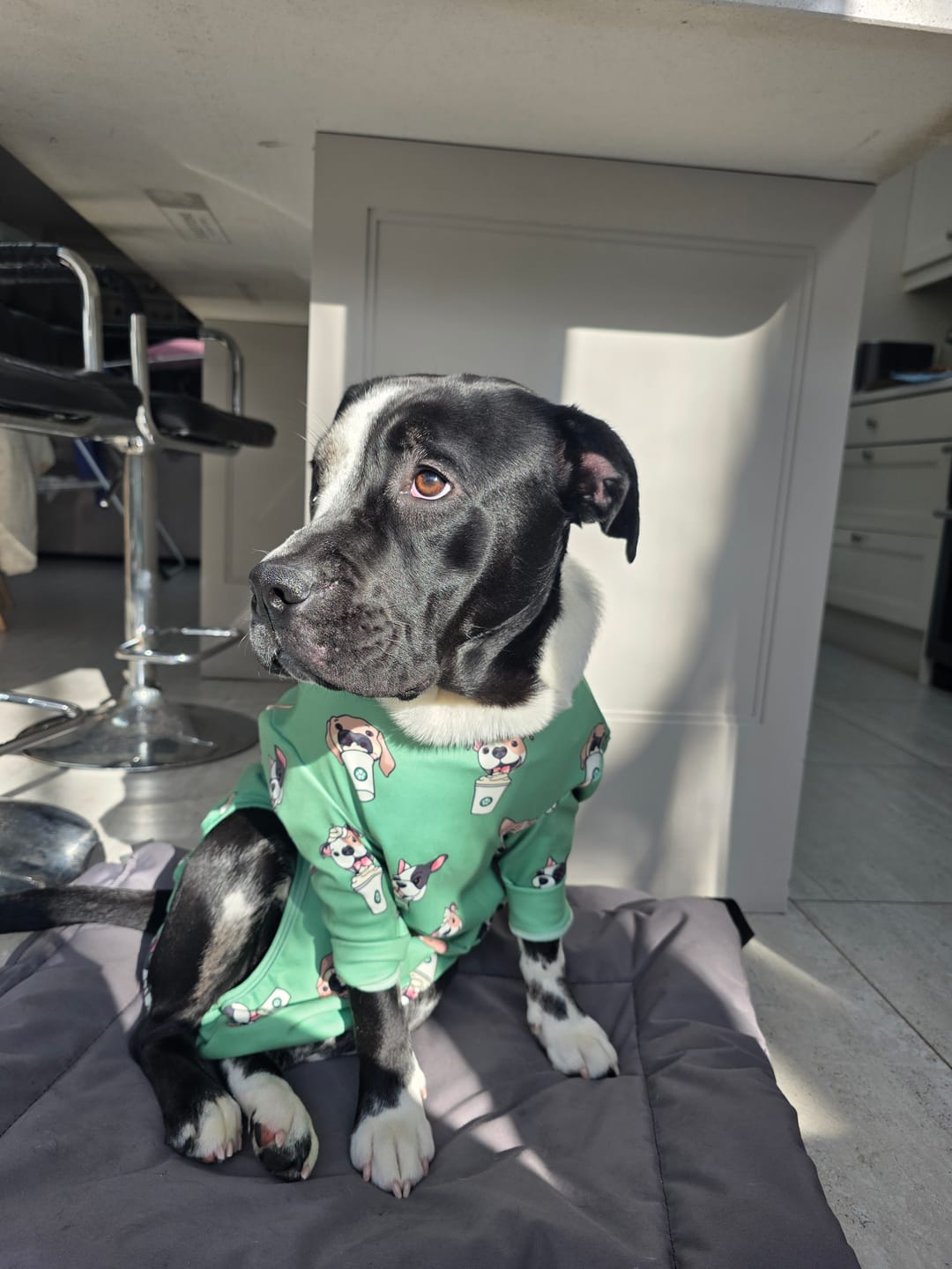 Customer photo review of Dog Surgical Suit - Pup Cup