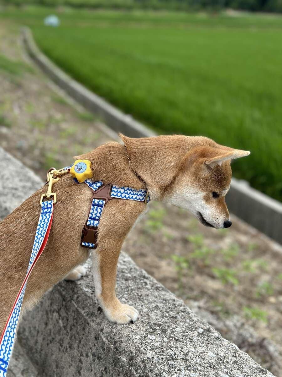 Customer photo review of No-Pull Harness_Sunset