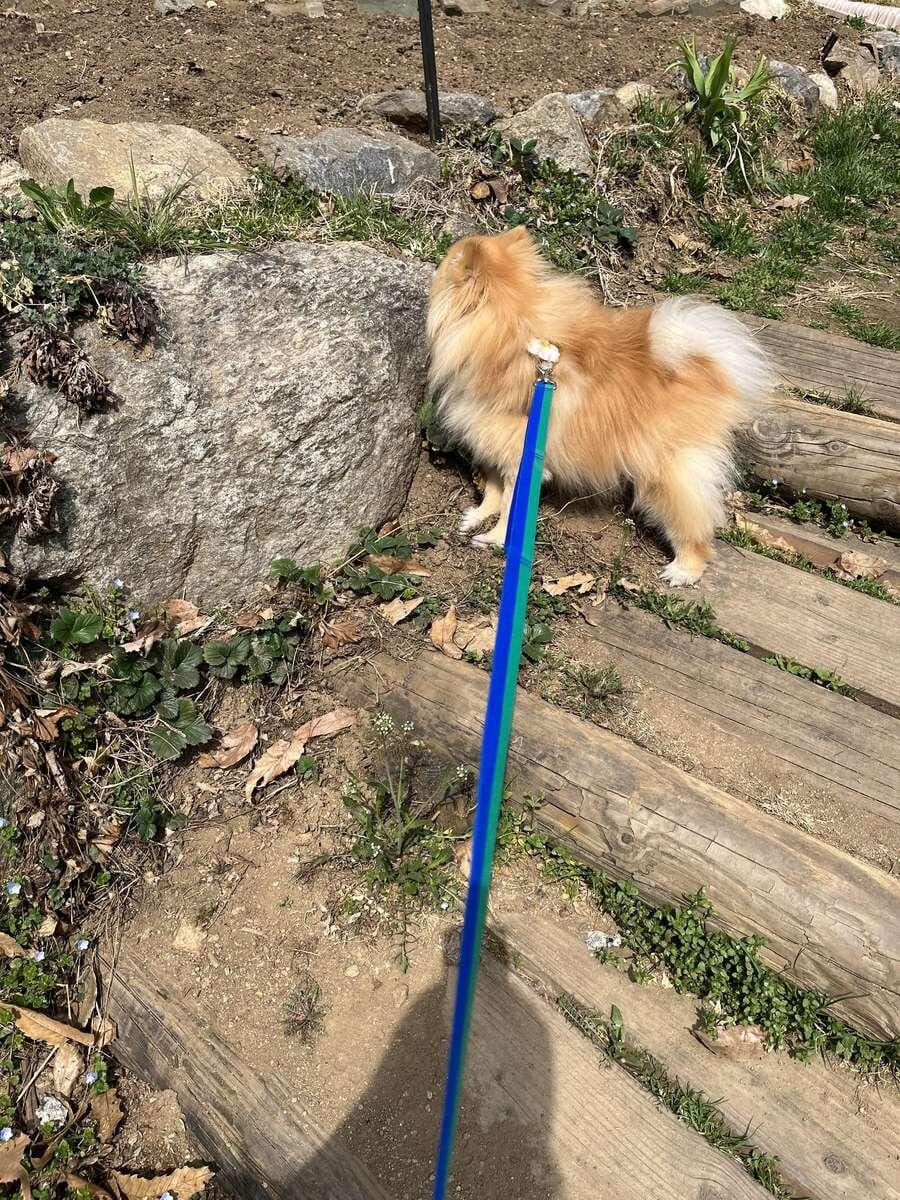 Customer photo review of Gentle Leash_Leopard