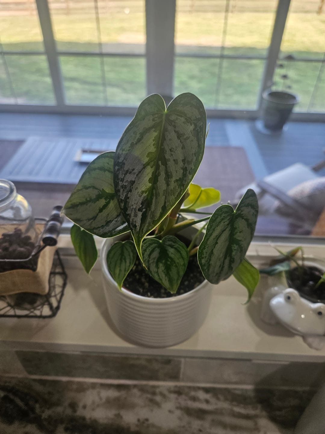Customer photo review of Philodendron brandtianum