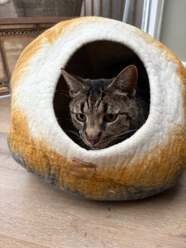 Customer photo review of WoolNest Premium