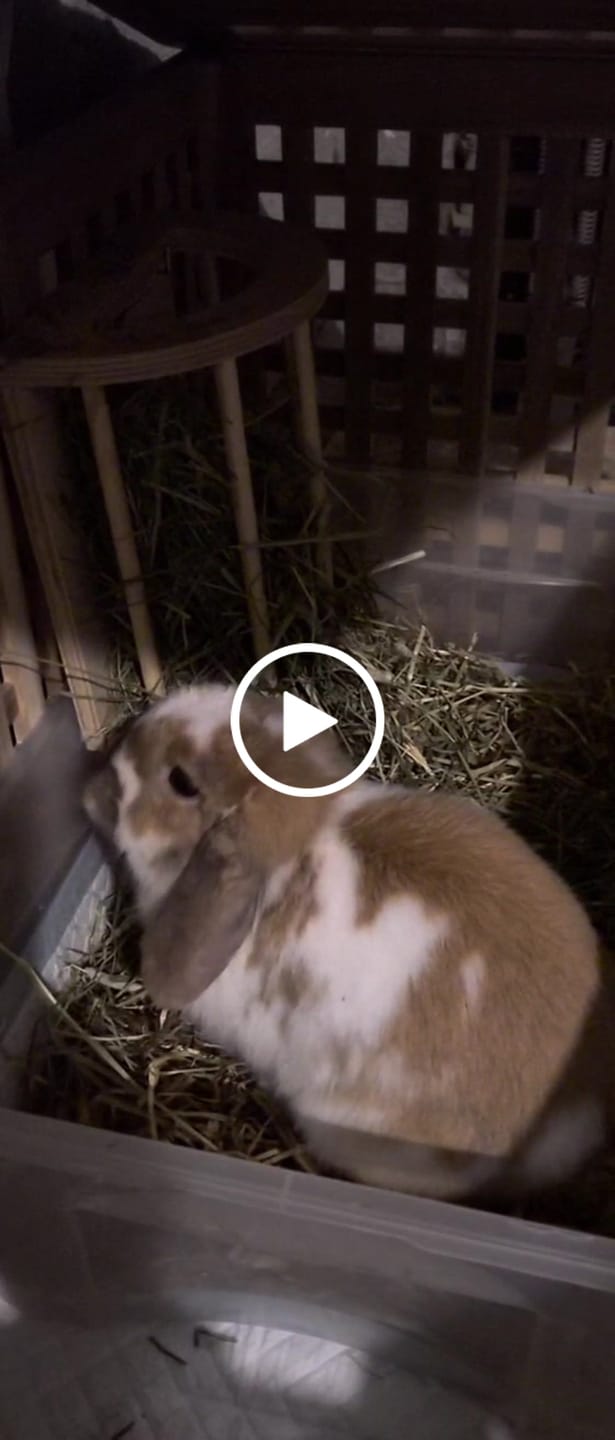 Customer video review of Second Cut Timothy Hay - Ultra Premium Canadian Hay for Rabbits and Guinea Pigs