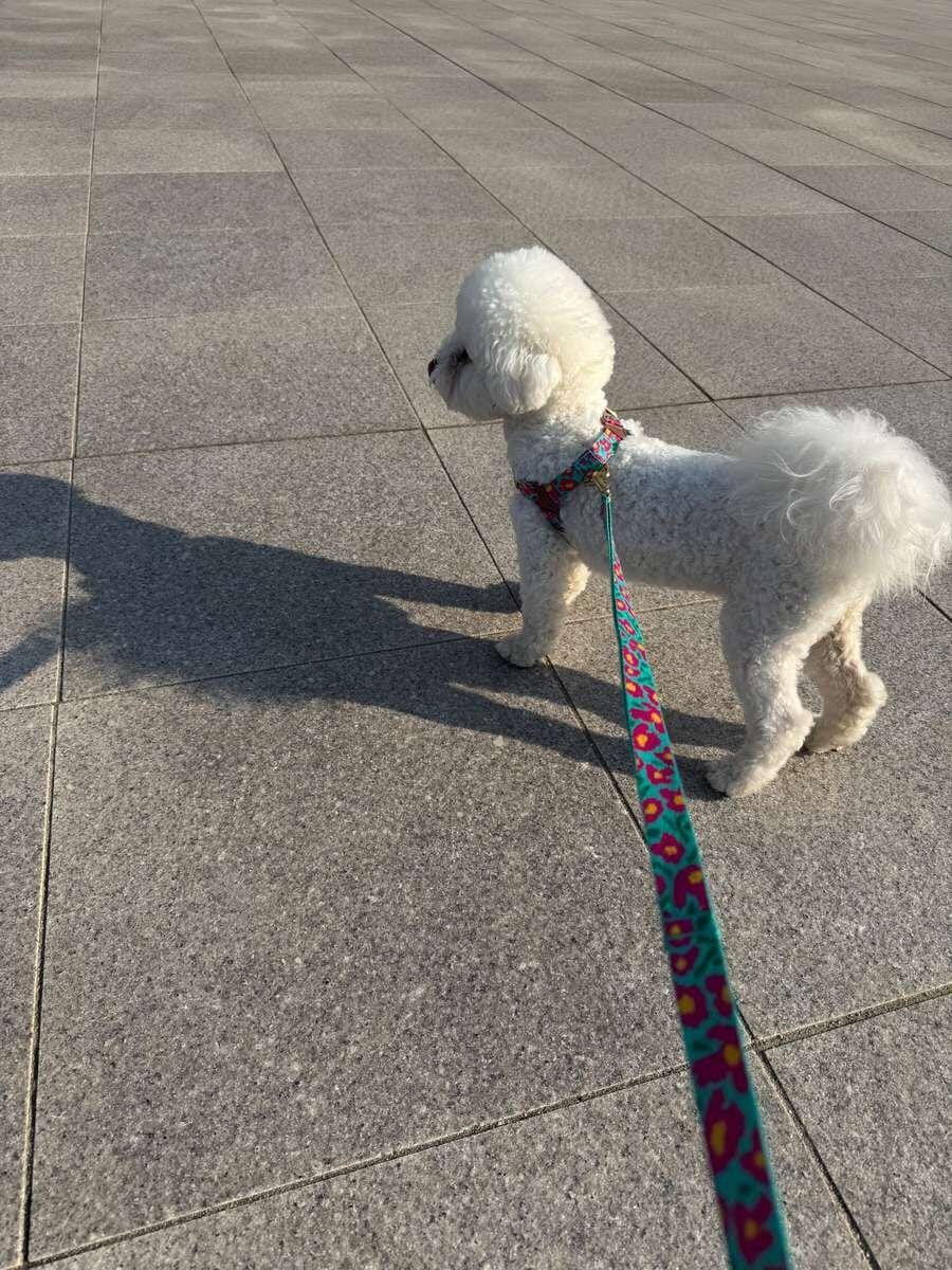 Customer photo review of No-Pull Harness_Big Fish