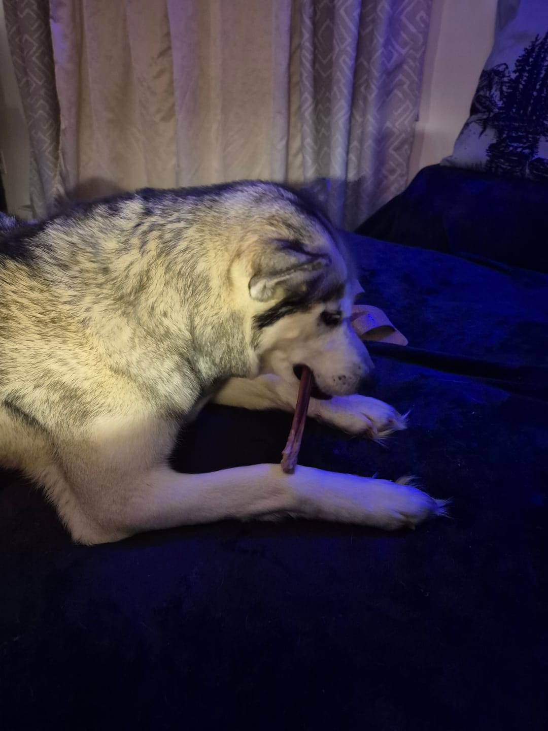 Customer photo review of 5-6 Inch Champion Chew