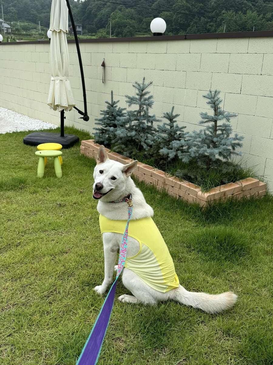 Customer photo review of Gentle Collar Dual_Milky Way