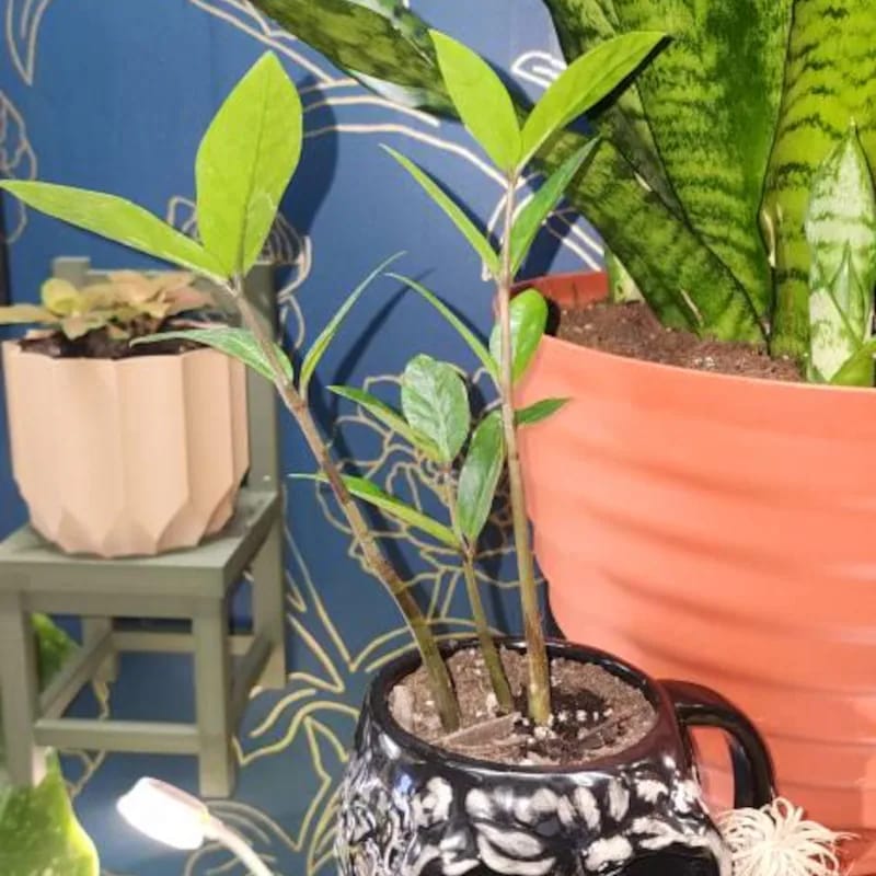 Customer photo review of Green Zz Plant - Zamioculcas Zamiifolia Plant in a Pot - Rare Indoor Good Luck Houseplant - Easy Care Gift Plant - Indoor Potted Plant