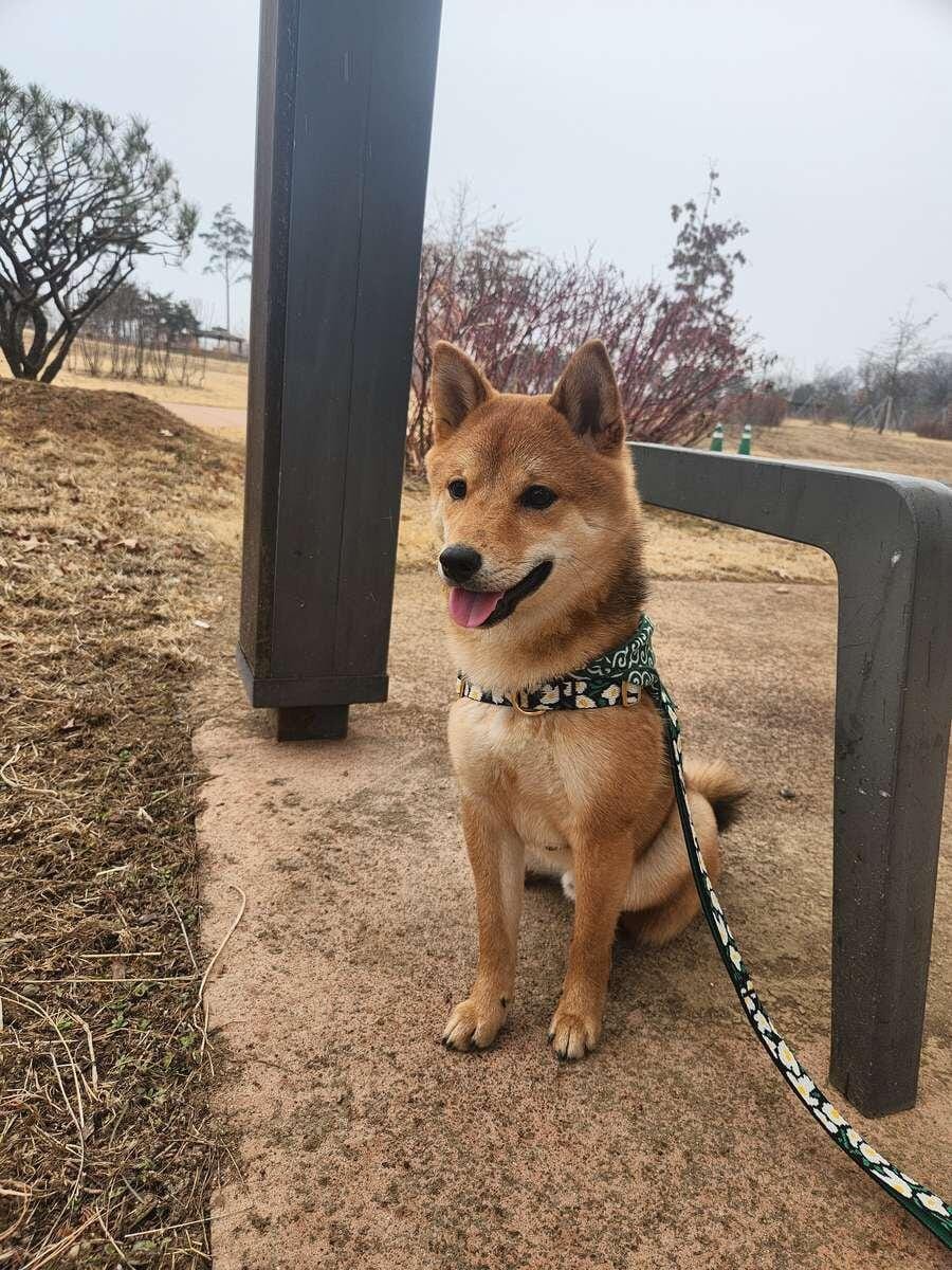 Customer photo review of Gentle Leash_Forest