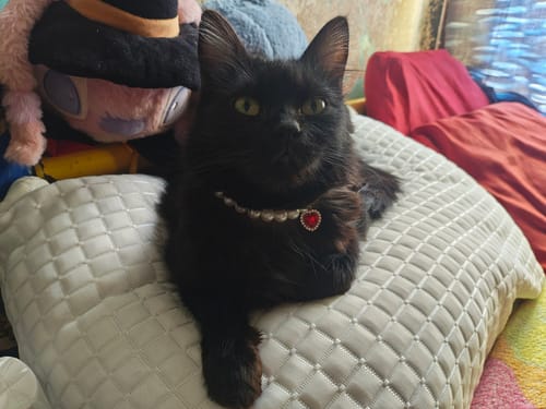 Customer photo review of CT3485 1 Pieza De Collar Para Mascota