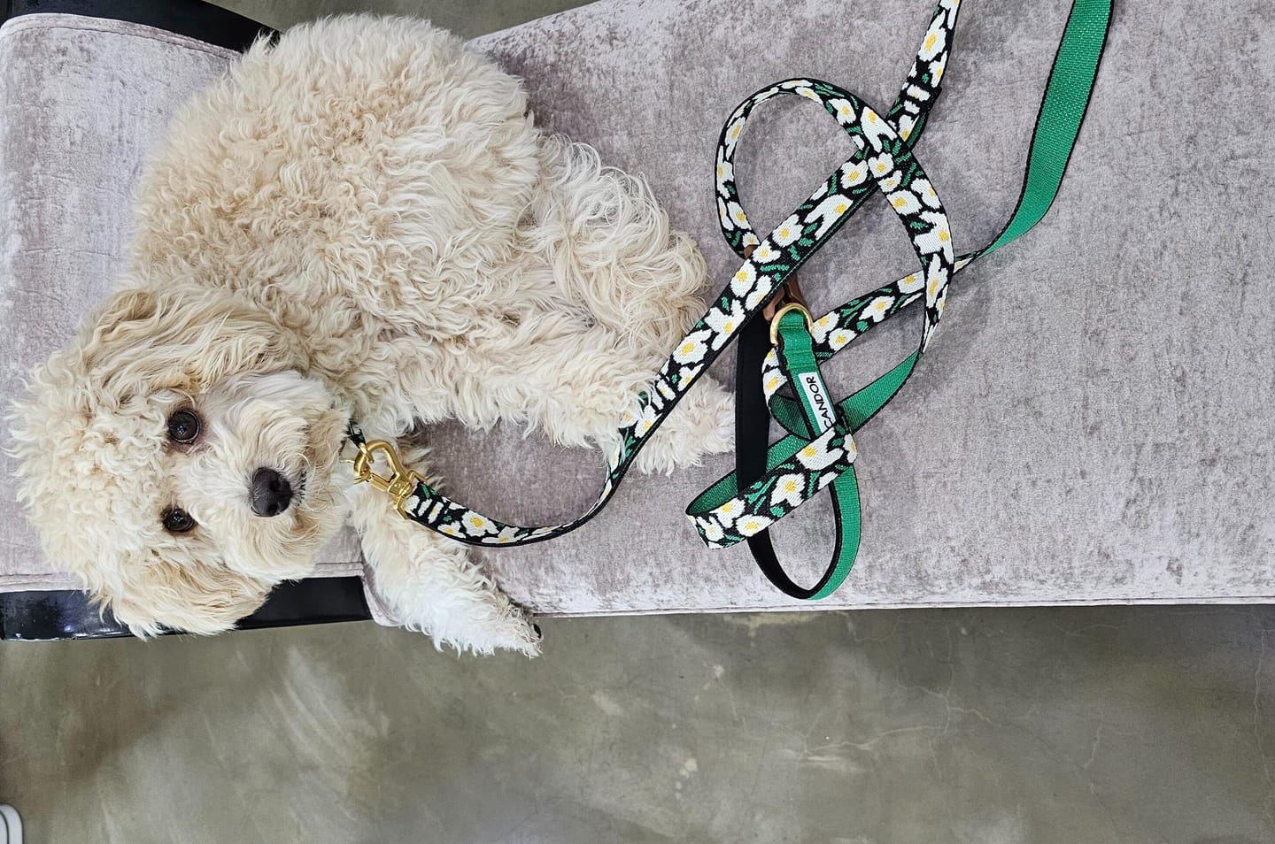 Customer photo review of Gentle Collar Dual_Big Fish