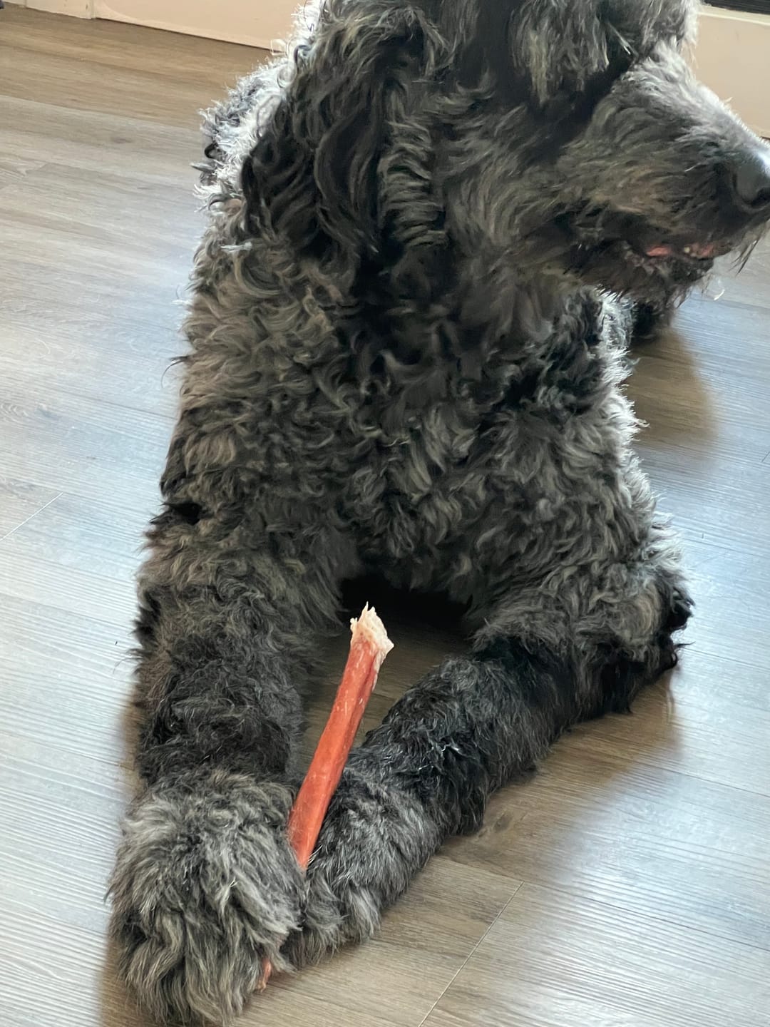 Customer photo review of 12 Inch Monster Bully Stick