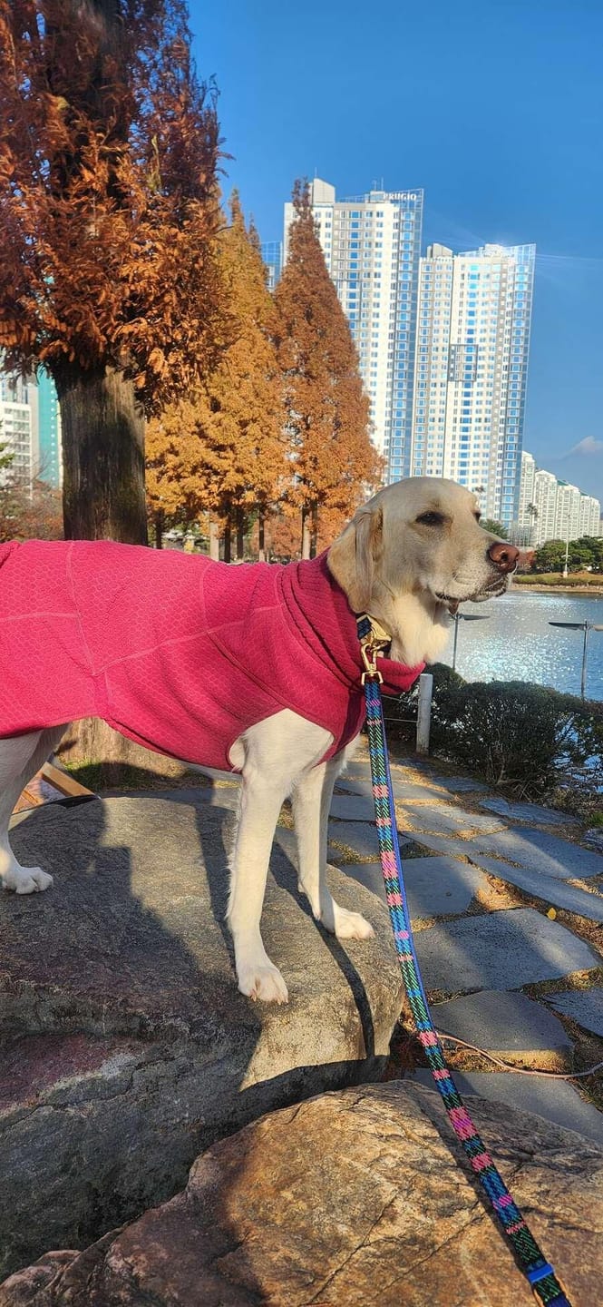 Customer photo review of Gentle Collar Dual_Signature