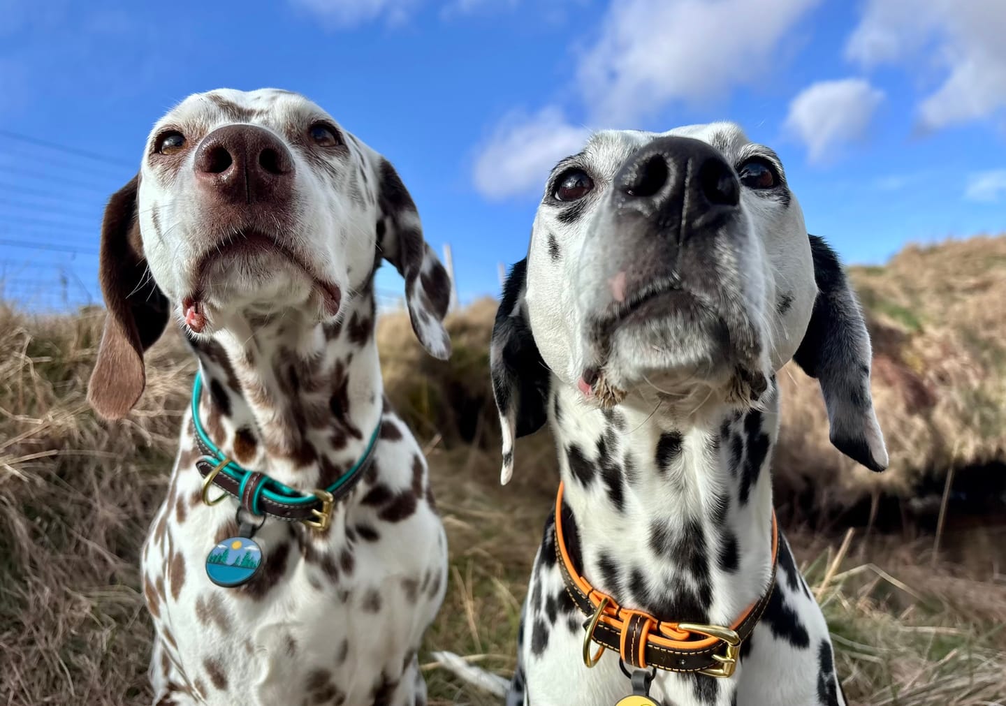 Customer photo review of Two Tone Biothane & Leather Collar