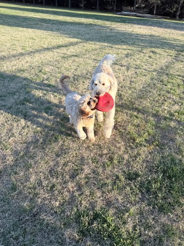 Customer's two energetic labradoodles playing with a red frisbee on the grass.