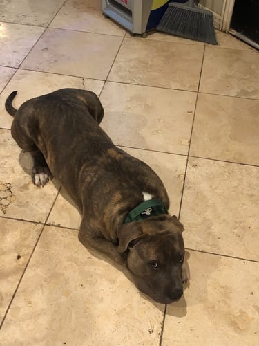 Customer photo review of No Pull Bully Proof Harness