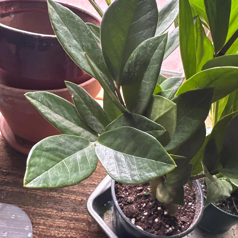 Customer photo review of Green Zz Plant - Zamioculcas Zamiifolia Plant in a Pot - Rare Indoor Good Luck Houseplant - Easy Care Gift Plant - Indoor Potted Plant