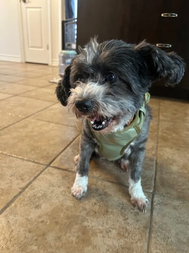 Customer photo review of Mystery Box - Dog PREMIUM ( New inventory )