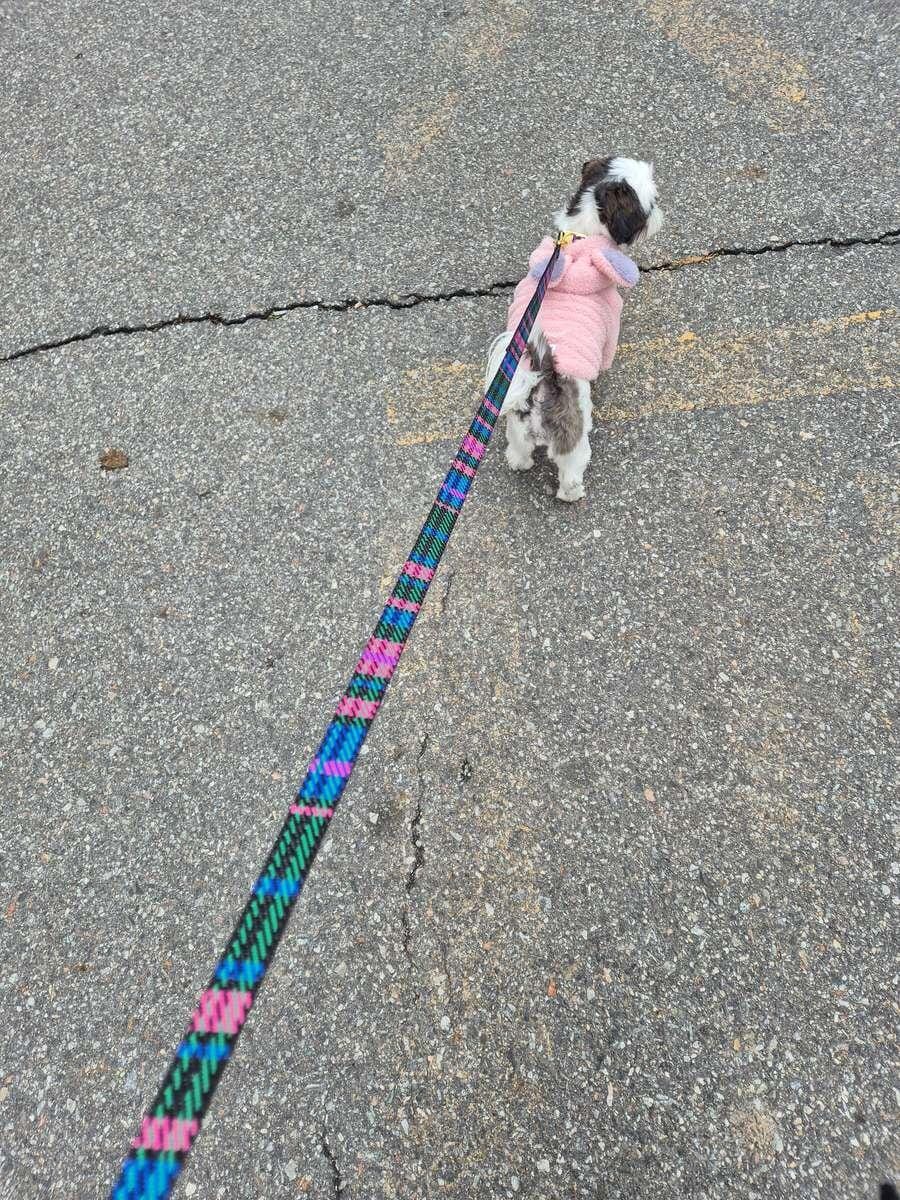 Customer photo review of Gentle Leash_Urban Checks