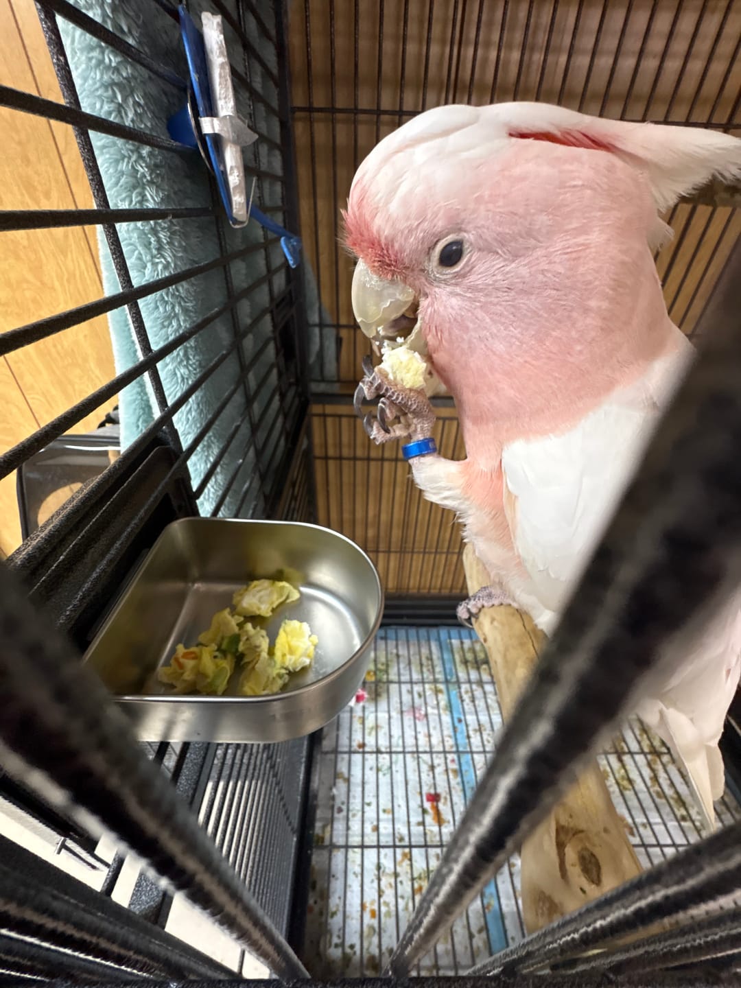 Customer photo review of Big Boy Yucca Toy - Giant Yucca Slices and Pine Wood Bird Toy