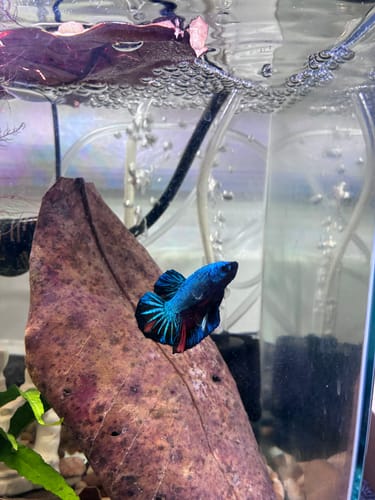 Customer's Plakat Male Betta fish with vibrant blue and red fins swimming in an aquarium.