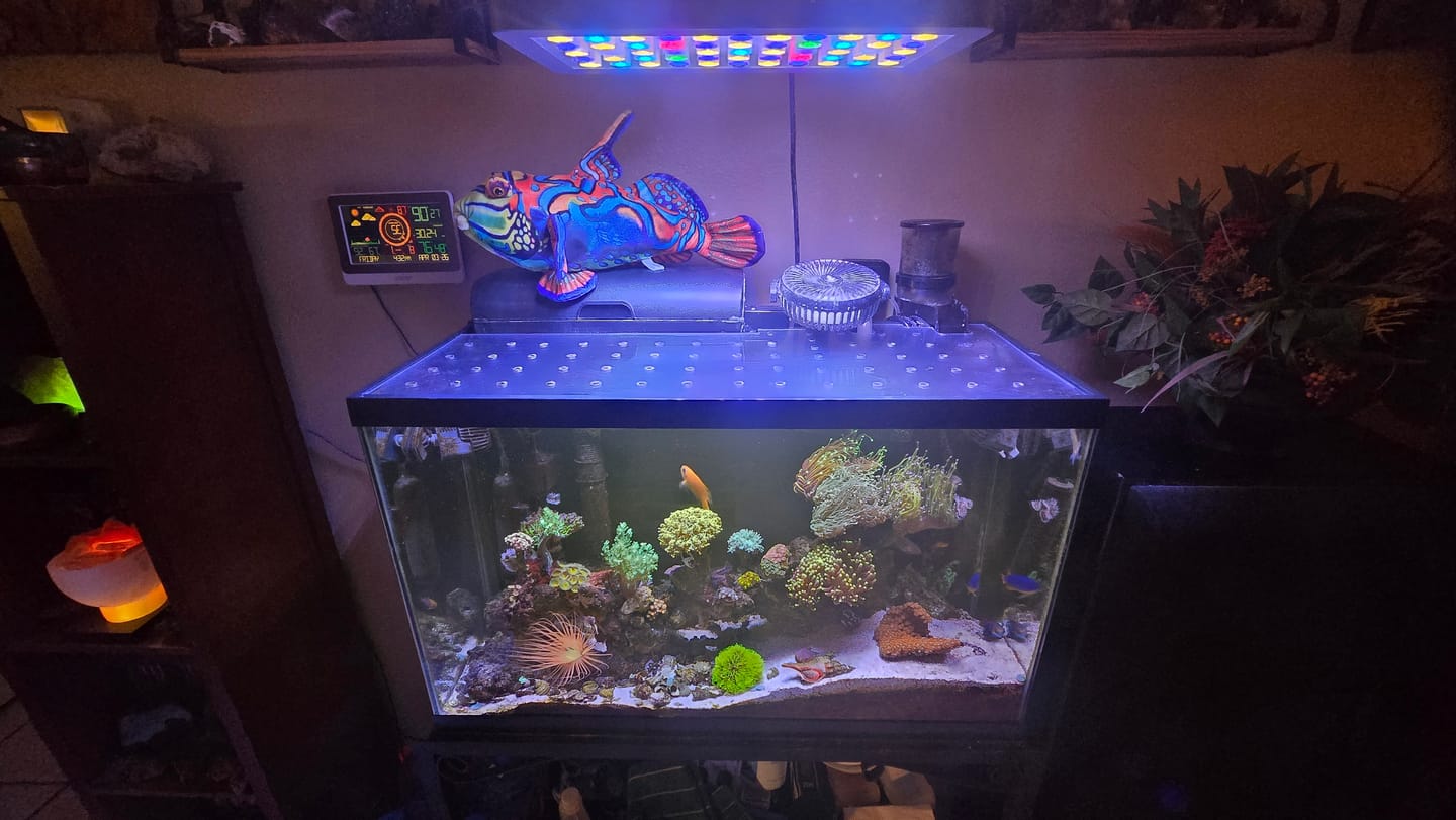 Customer photo review of Mandarinfish Soft Stuffed Plush Toy