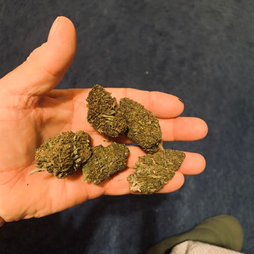 Customer photo review of Purple Punch Outdoors 14g