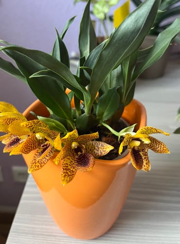 Kundenbild: Eine kräftige Promenaea Sunlight Orchidee mit gefleckten, orange-braunen Blüten in einem leuchtend orangefarbenen Topf.
