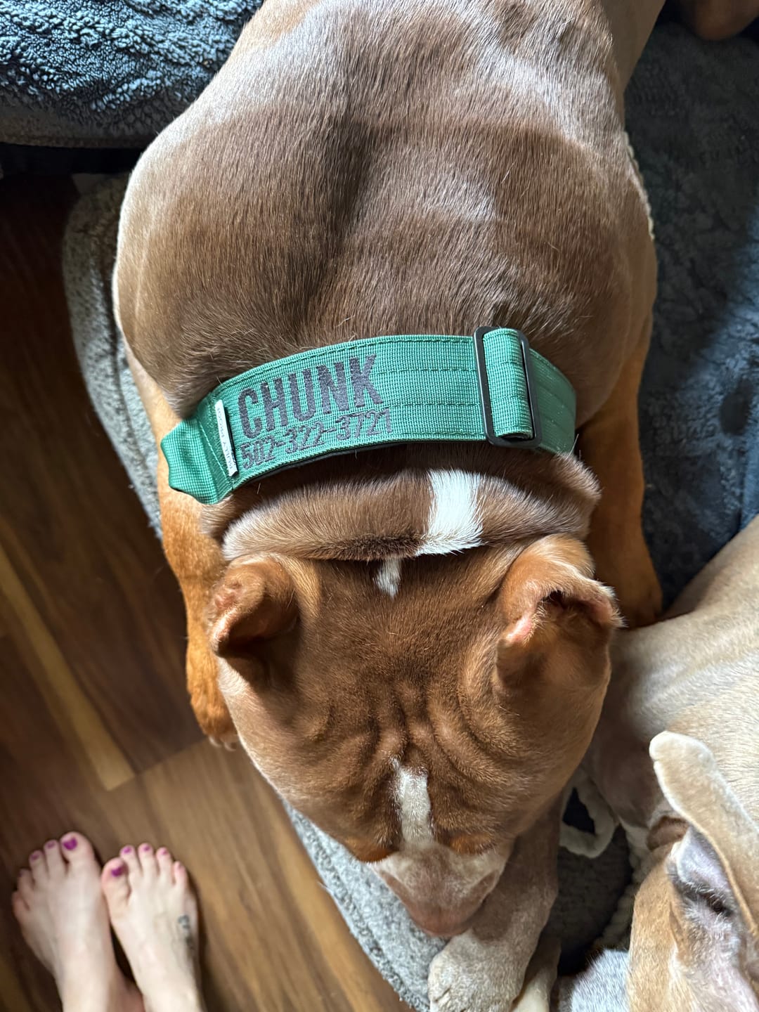 Customer photo review of Green Bully Proof Collar
