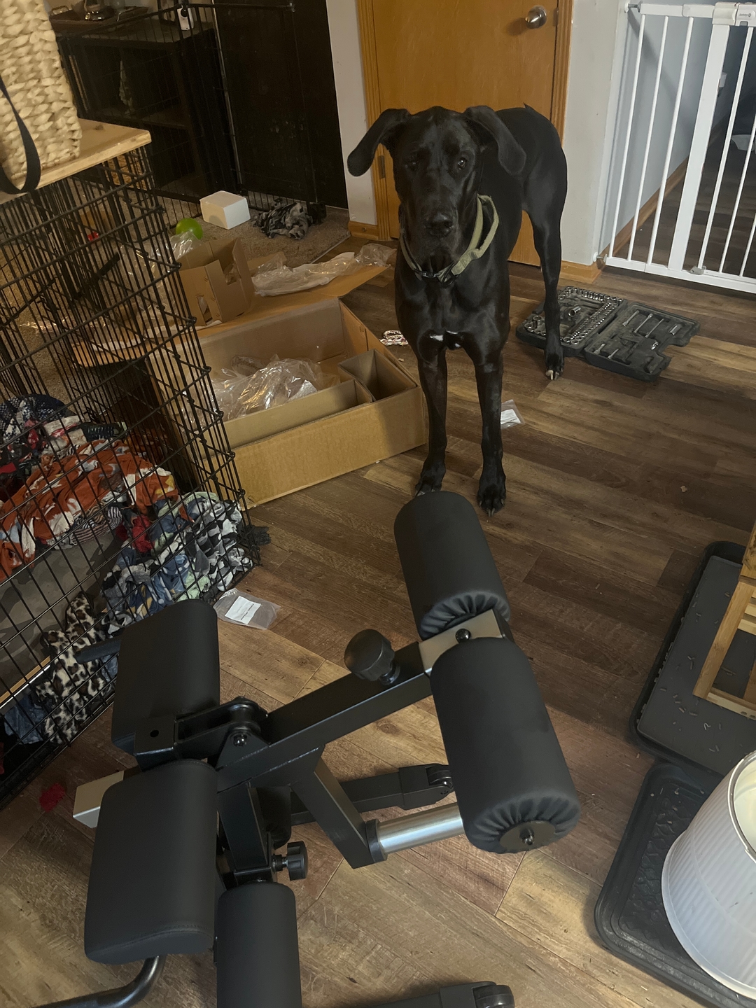 Owner photo of ABX Weight Bench