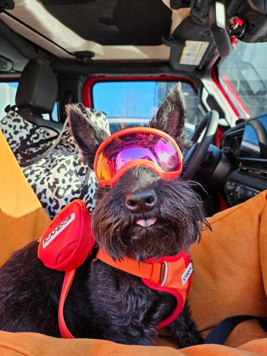 Customer photo review of Snuggle Harness_Sunset