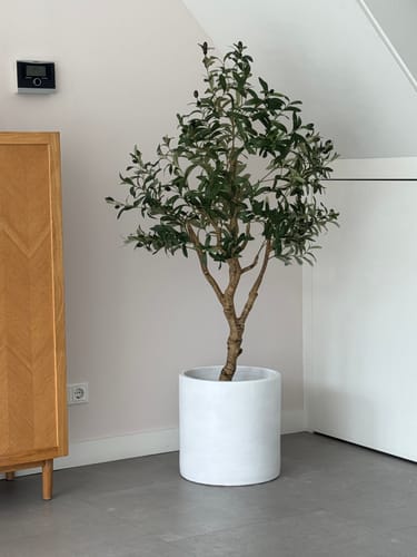 Customer photo review of Kunst Olijfboom 150cm