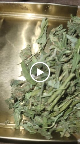 Customer video review of Cheap THCA Flower Trim