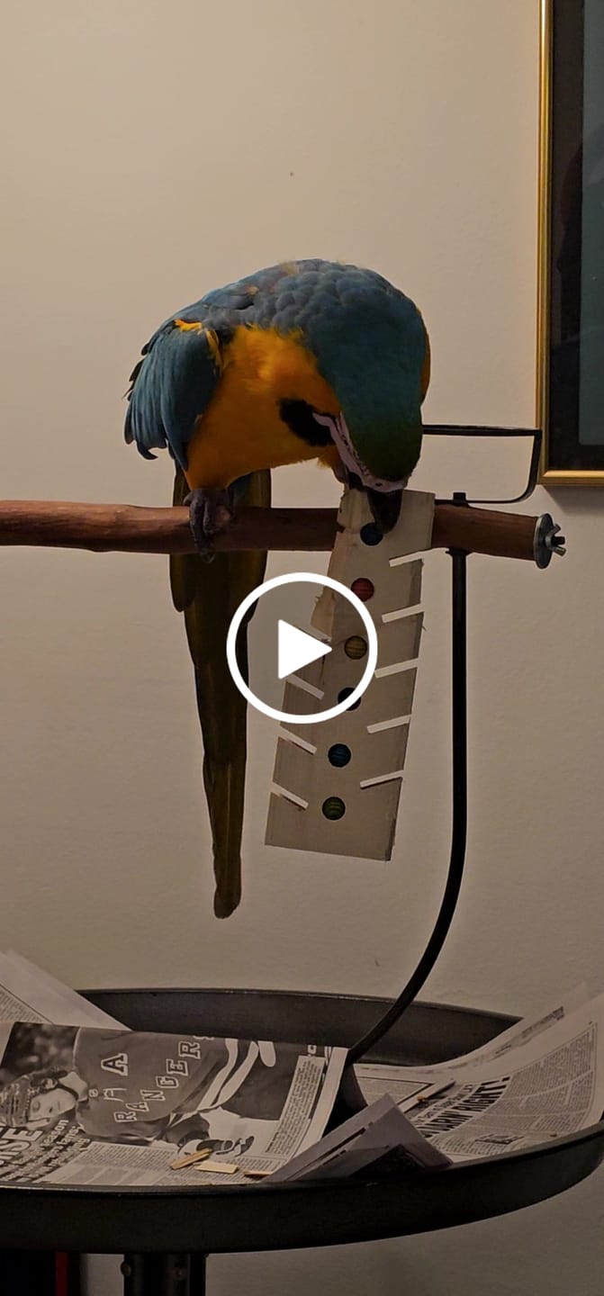Customer video review of Stop! Forage Time by Cheep Thrills Bird Toys