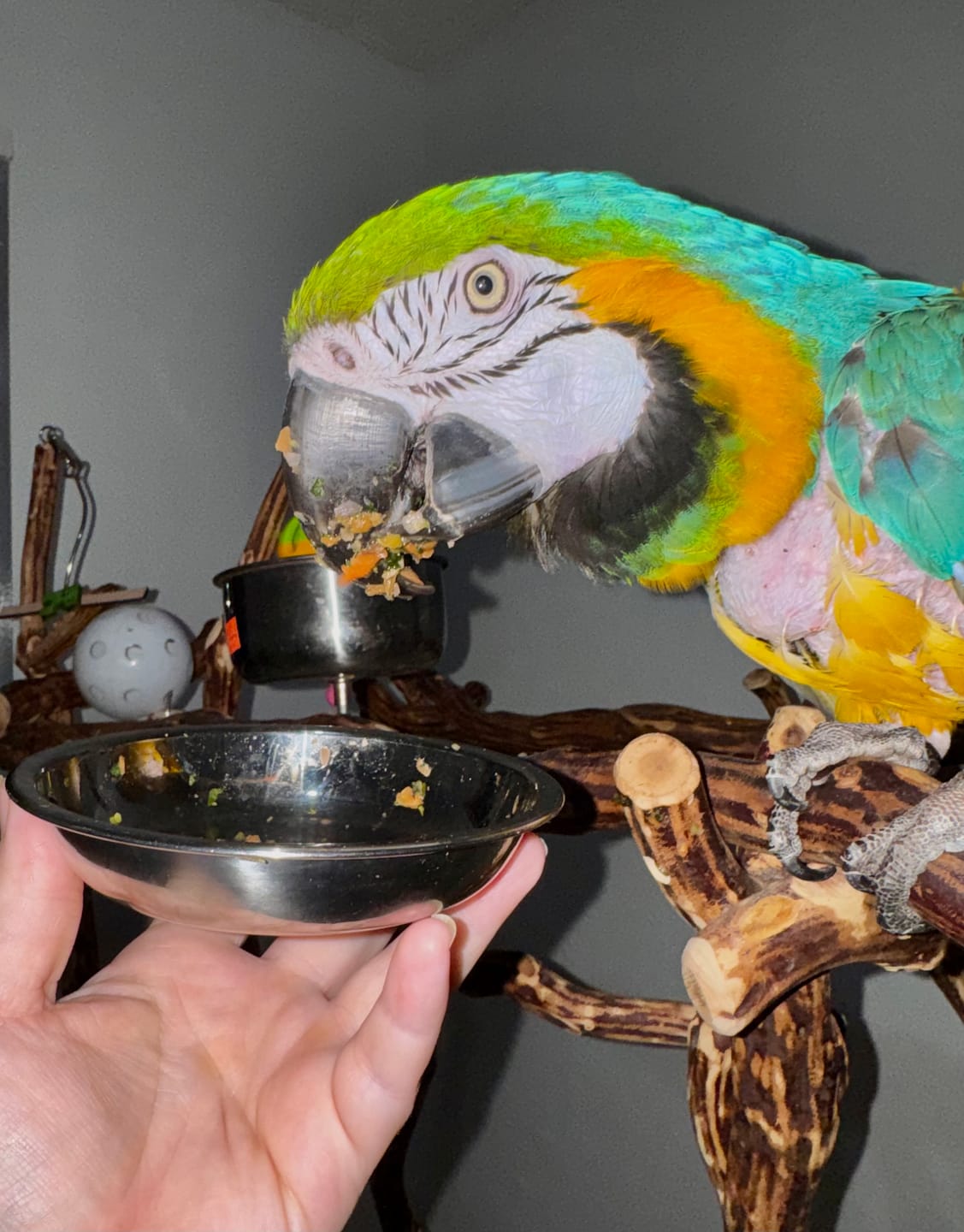 Customer photo review of Bird Bites Freeze Dried Chop - Mix & Match Samples