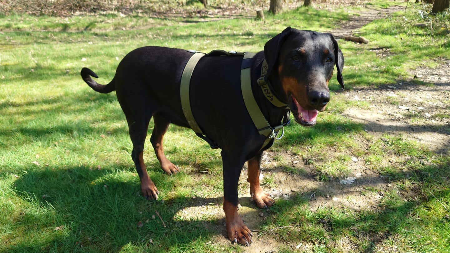 Customer photo review of Anti-Pull TRI-Harness® | Training Dog Harness for All Breeds - Khaki