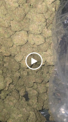 London Pound Cake 97 - Bulk - Indica photo review