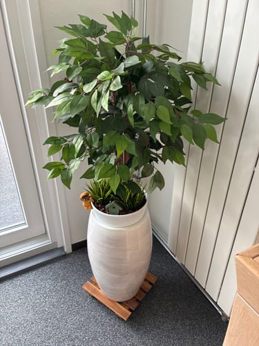 Customer photo review of Ficus Kunstboom 90cm