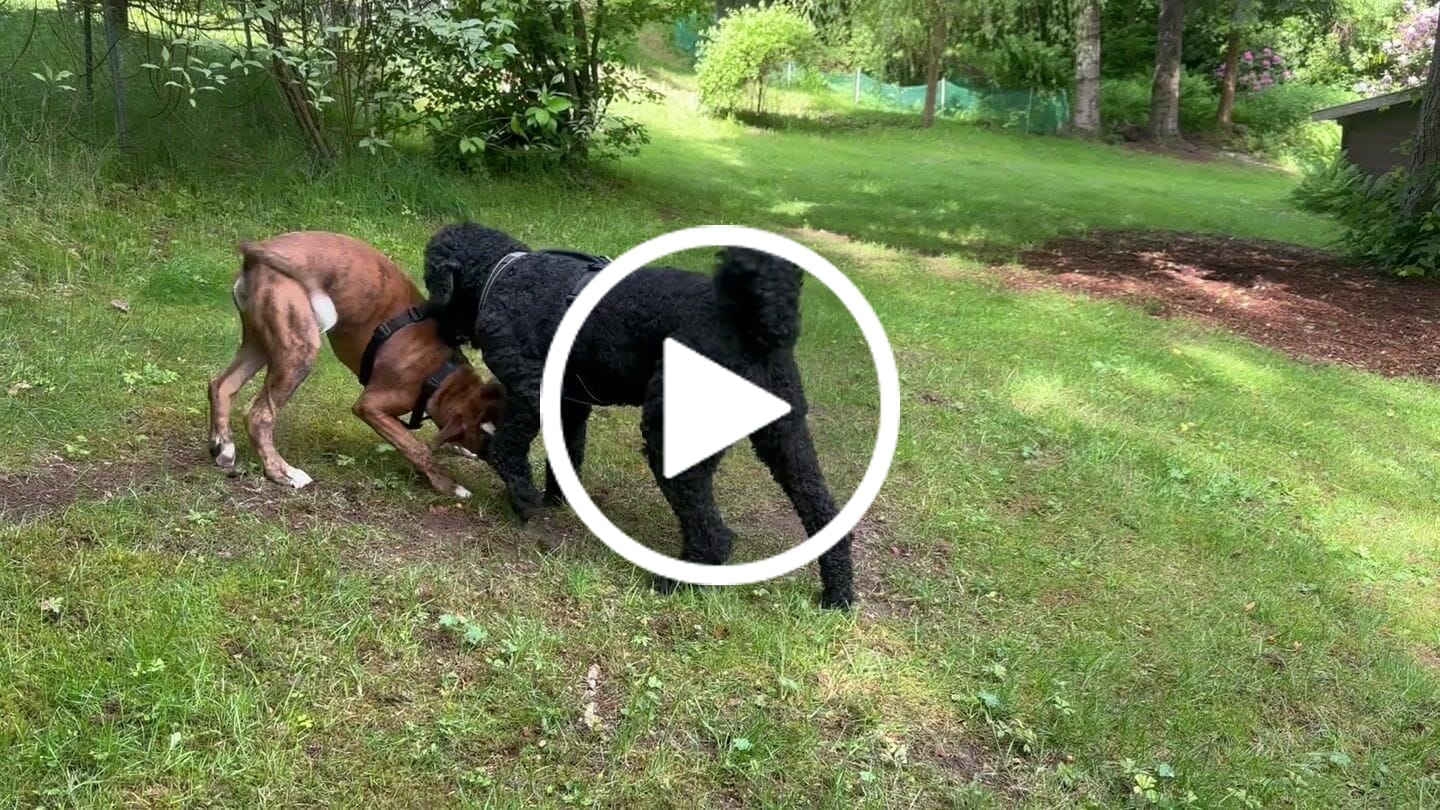 Customer video review of Wurmtest Basic Hund Sparpaket