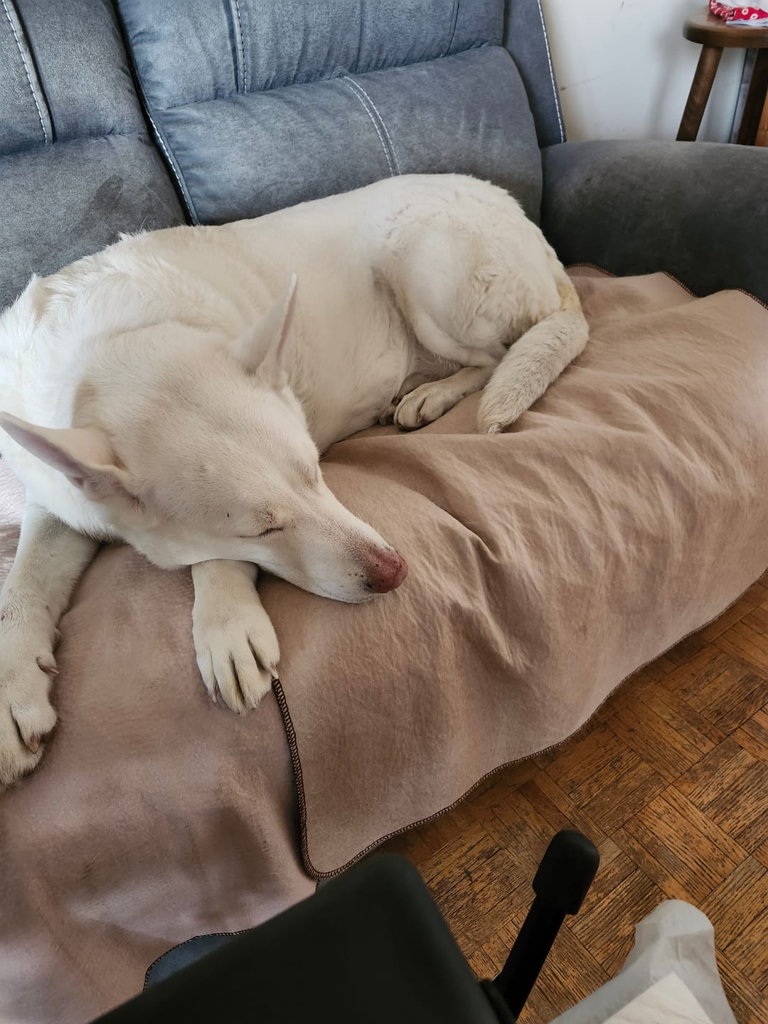 Customer photo review of Large Bully Stick Ring