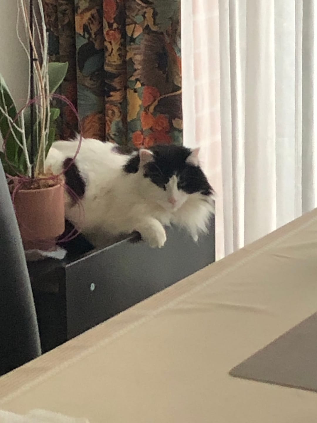 Customer photo review of Effilés au poulet, courges & agrumes (Chat stérilisé et Chat adulte)