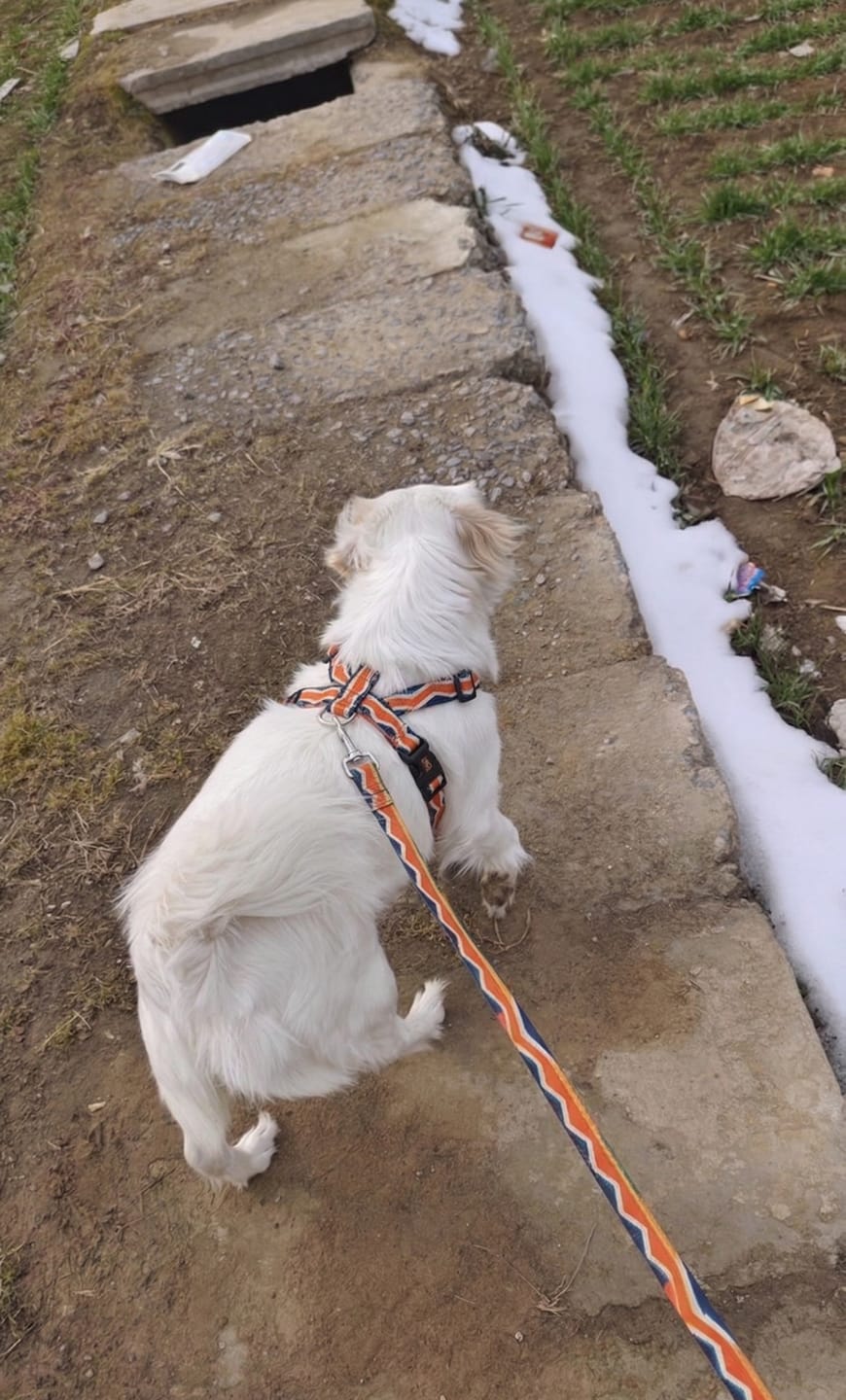 Customer photo review of ColorPop Lightweight X Harness for Dogs – No-Choke Trachea Protection, Single or Leash Set Available