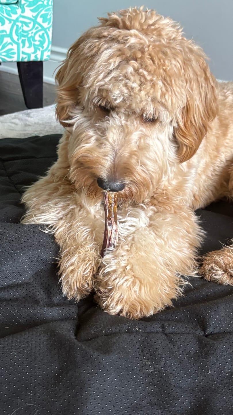 Customer photo review of 5-6 Inch Champion Chew