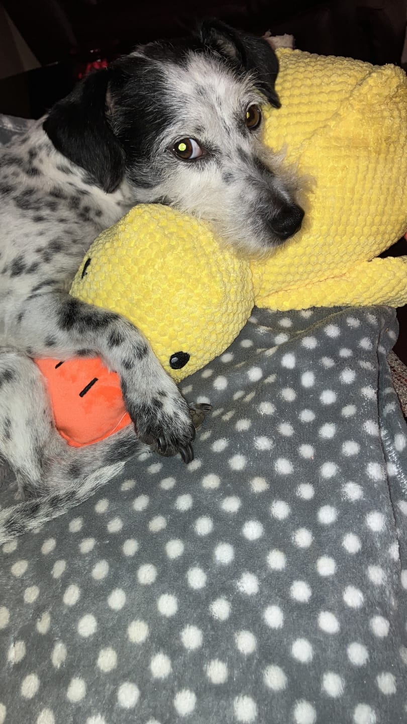 Customer photo review of [BEST SELLER] Calming Duck Dog Toy